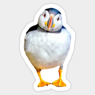 Puffin Sticker